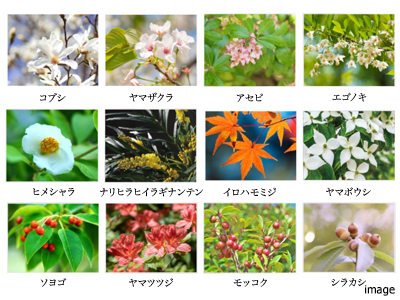 植栽イメージ｜ザ・パークハウス石神井公園テラス